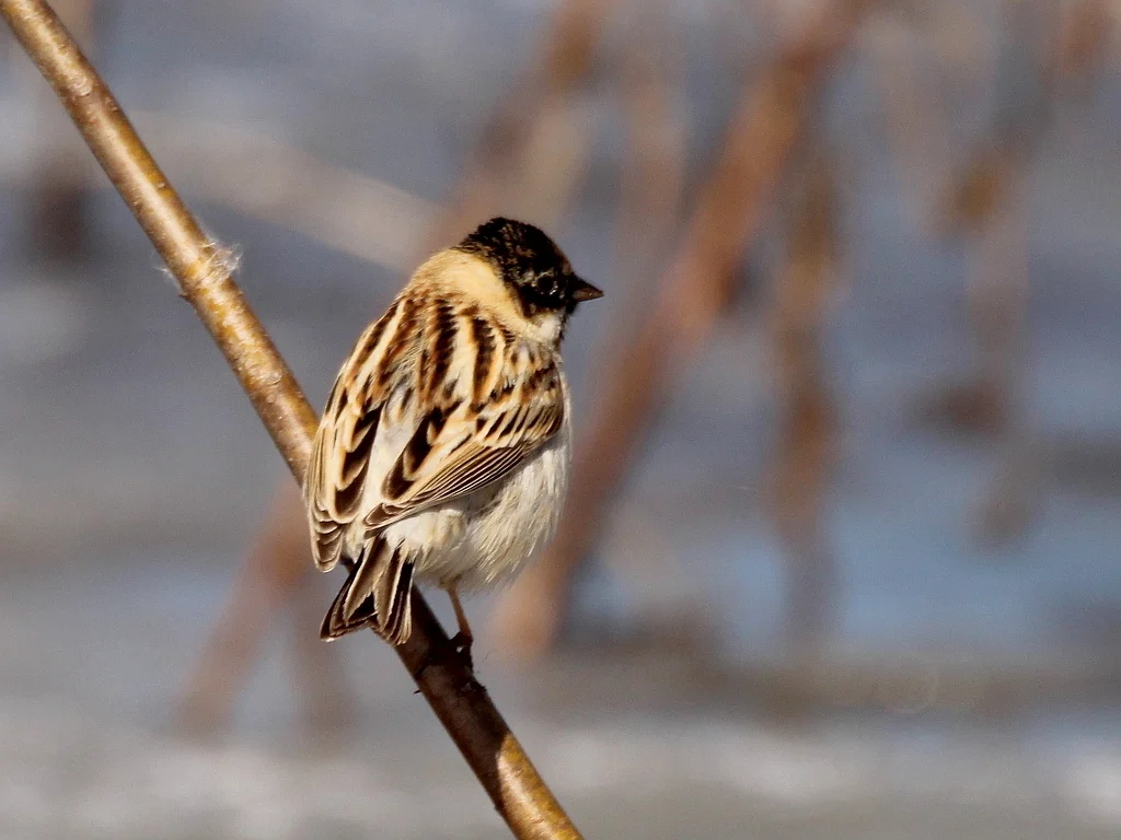 苇鹀(Emberiza pallasi)