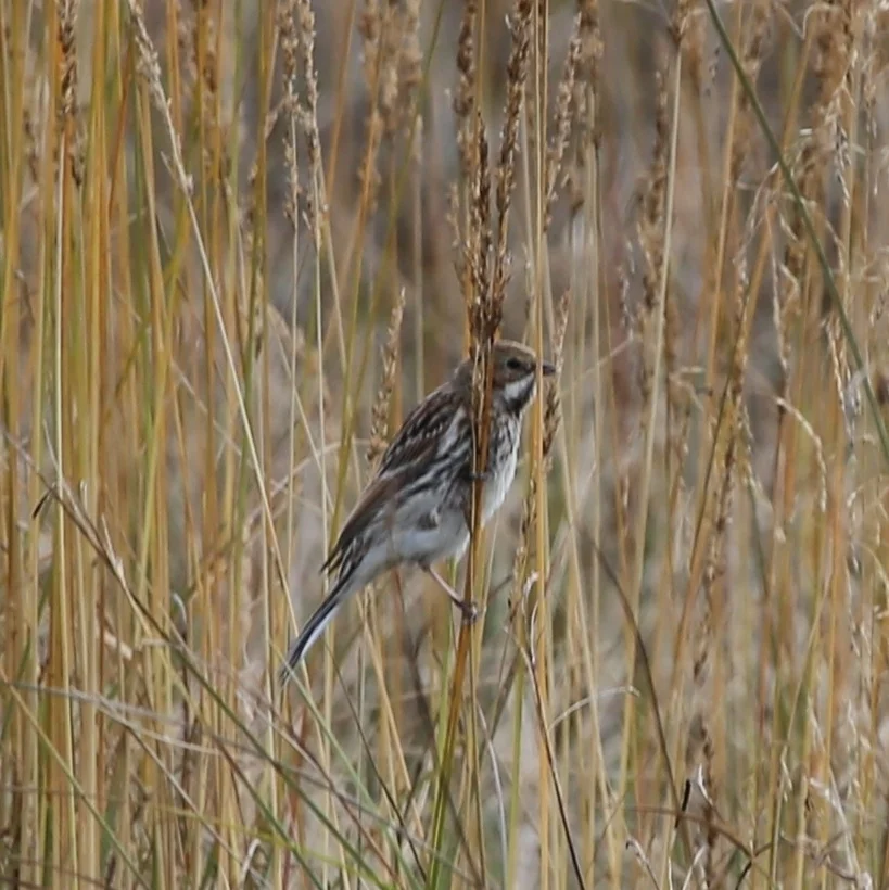 苇鹀(Emberiza pallasi)