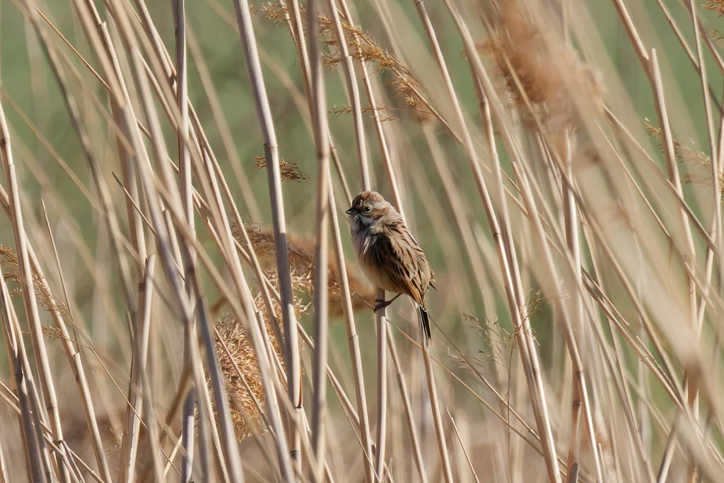 苇鹀(Emberiza pallasi)