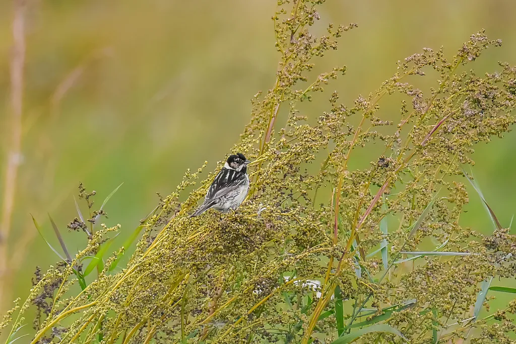 苇鹀(Emberiza pallasi)