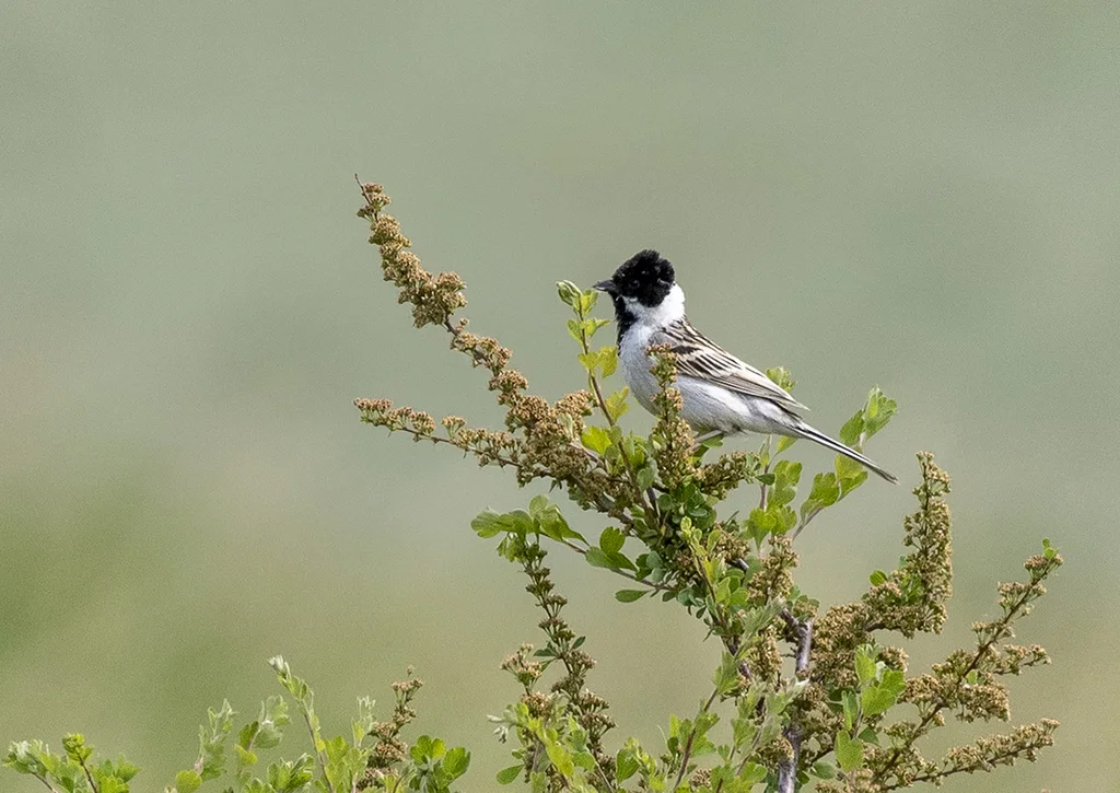 苇鹀(Emberiza pallasi)