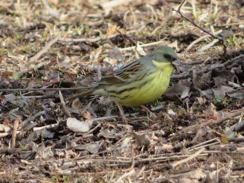 日本灰头鹀(Emberiza personata)