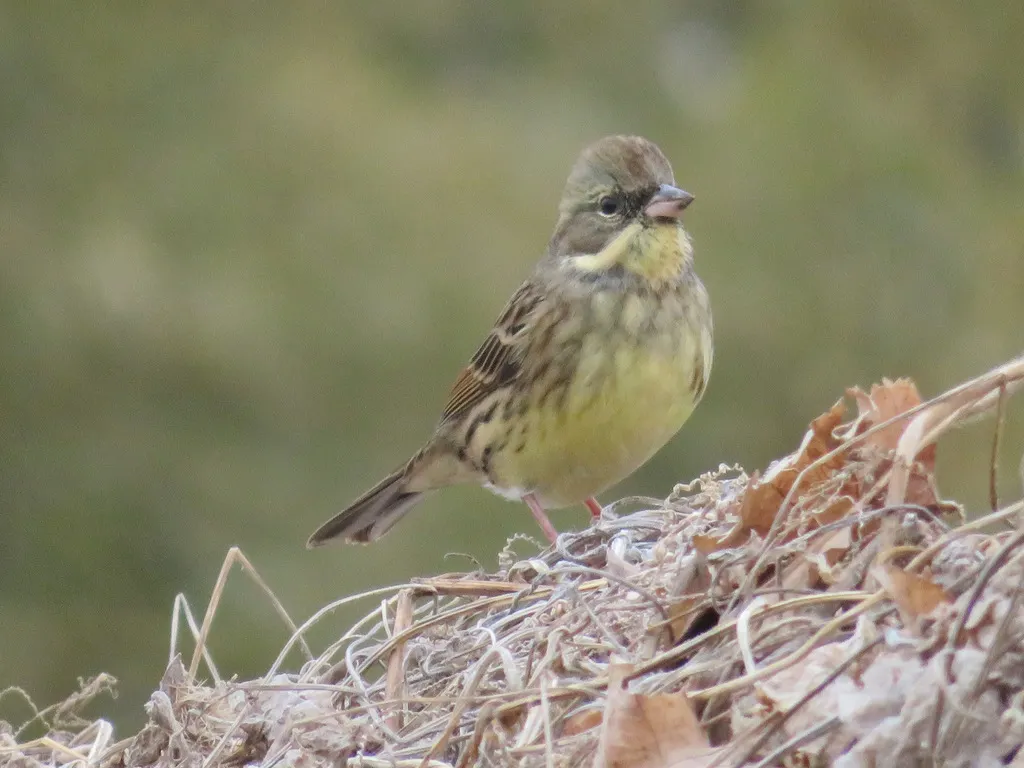 日本灰头鹀(Emberiza personata)