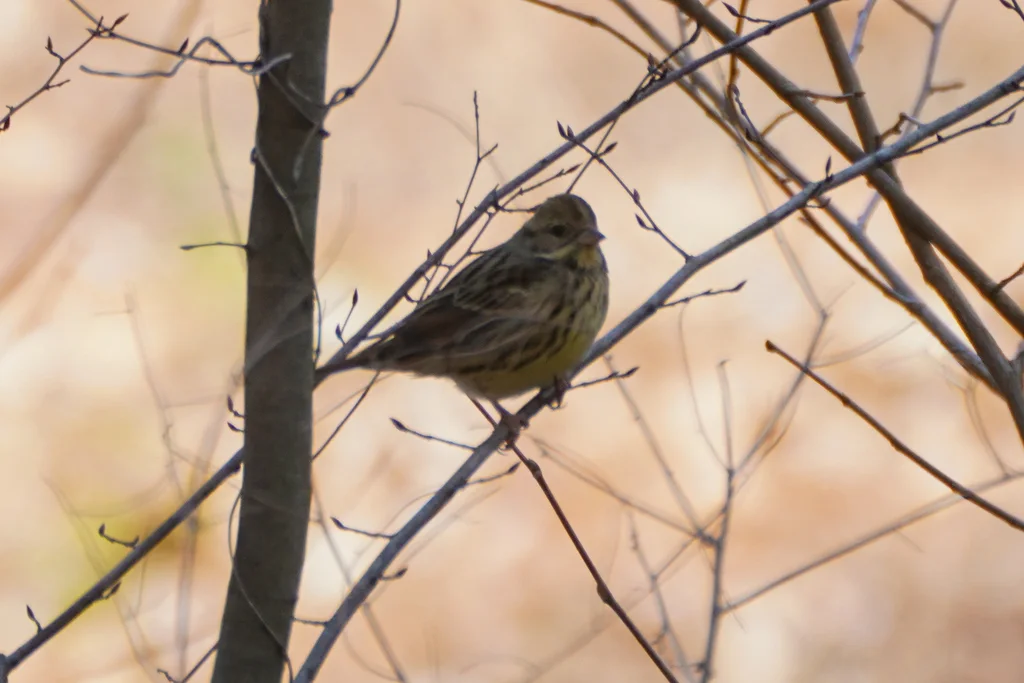 日本灰头鹀(Emberiza personata)