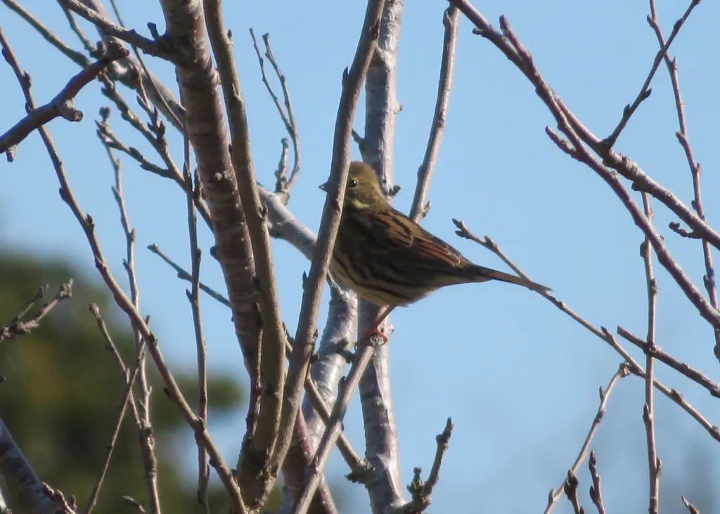 日本灰头鹀(Emberiza personata)