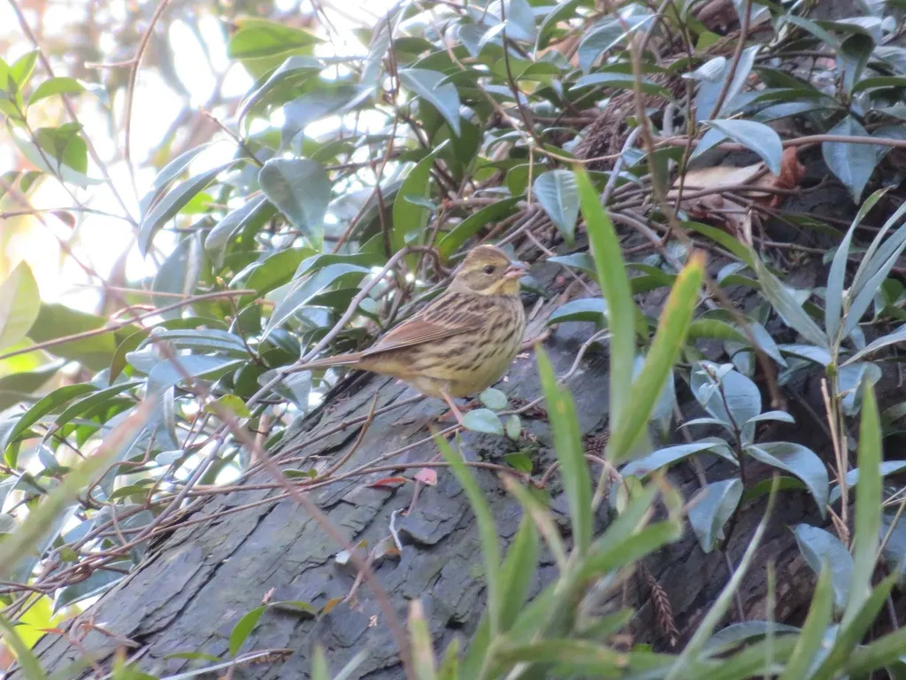 日本灰头鹀(Emberiza personata)