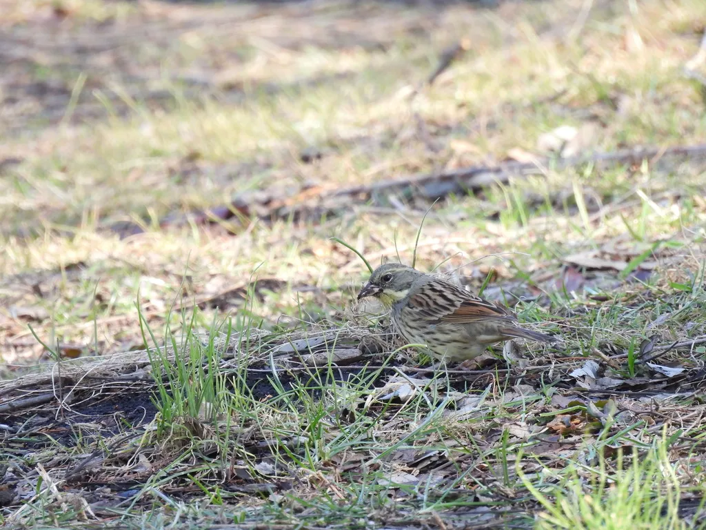 日本灰头鹀(Emberiza personata)
