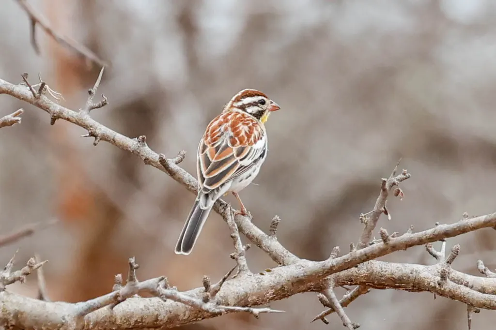 索马里鹀(Emberiza poliopleura)