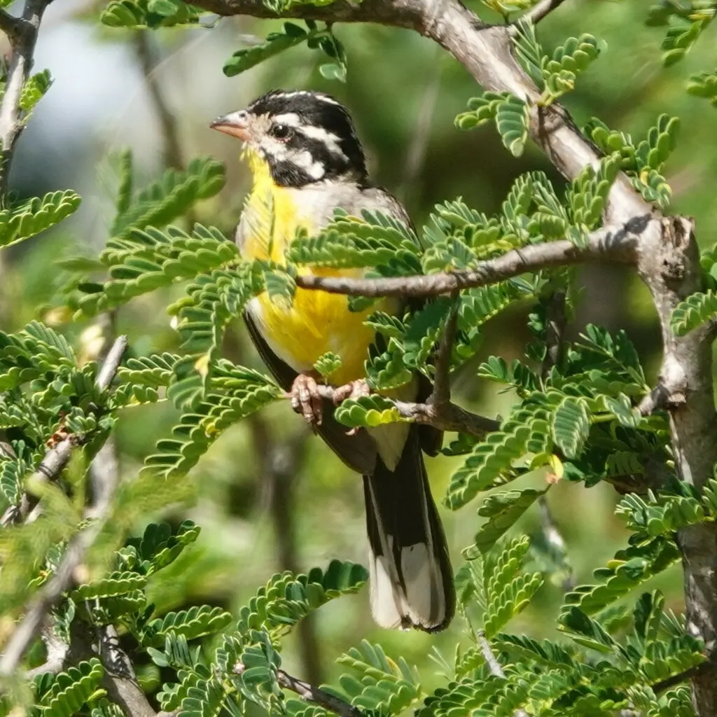 索马里鹀(Emberiza poliopleura)
