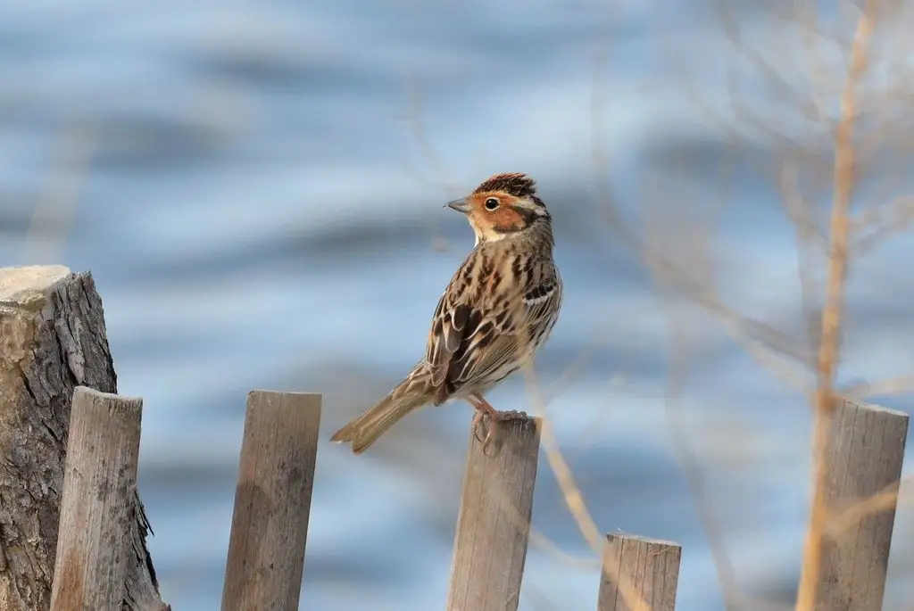 小鹀(Emberiza pusilla)