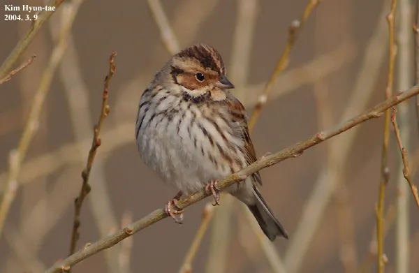 小鹀(Emberiza pusilla)