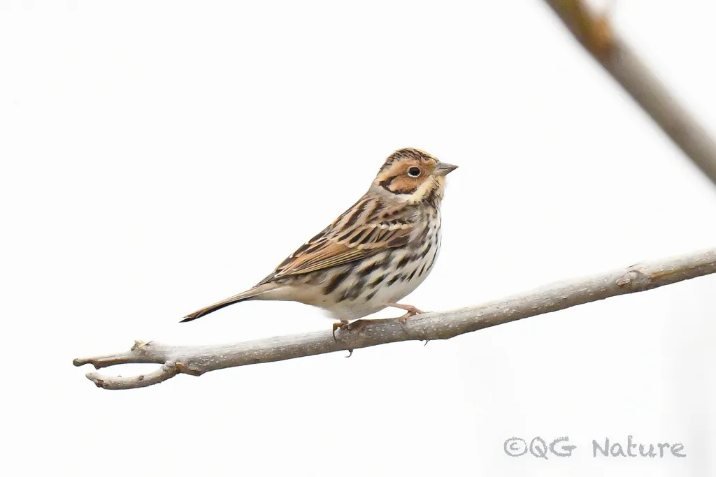 小鹀(Emberiza pusilla)
