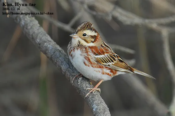 田鹀(Emberiza rustica)