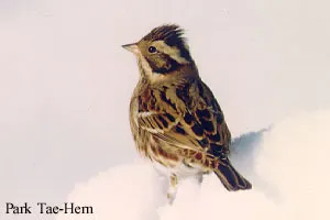田鹀(Emberiza rustica)