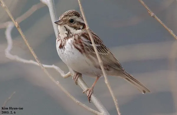 田鹀(Emberiza rustica)