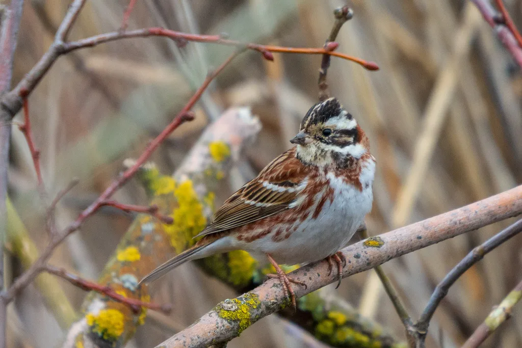田鹀(Emberiza rustica)