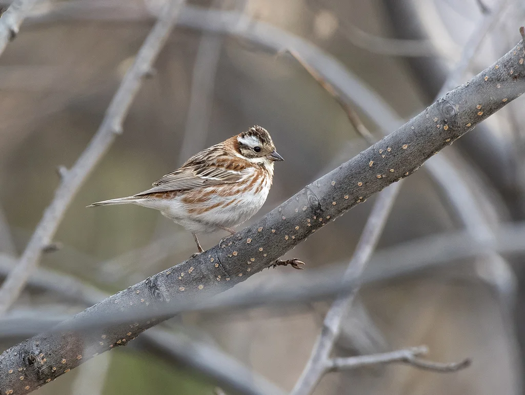 田鹀(Emberiza rustica)