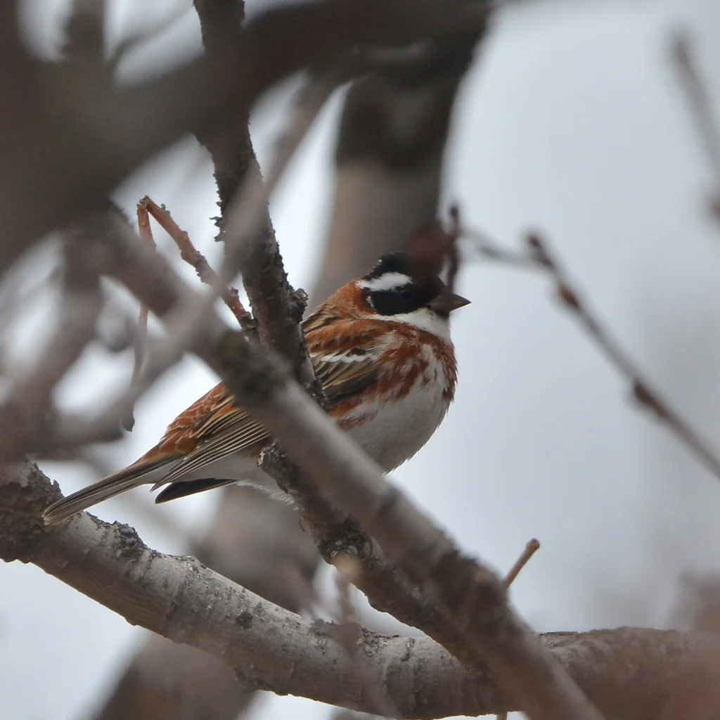 田鹀(Emberiza rustica)