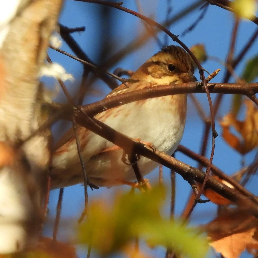 田鹀(Emberiza rustica)