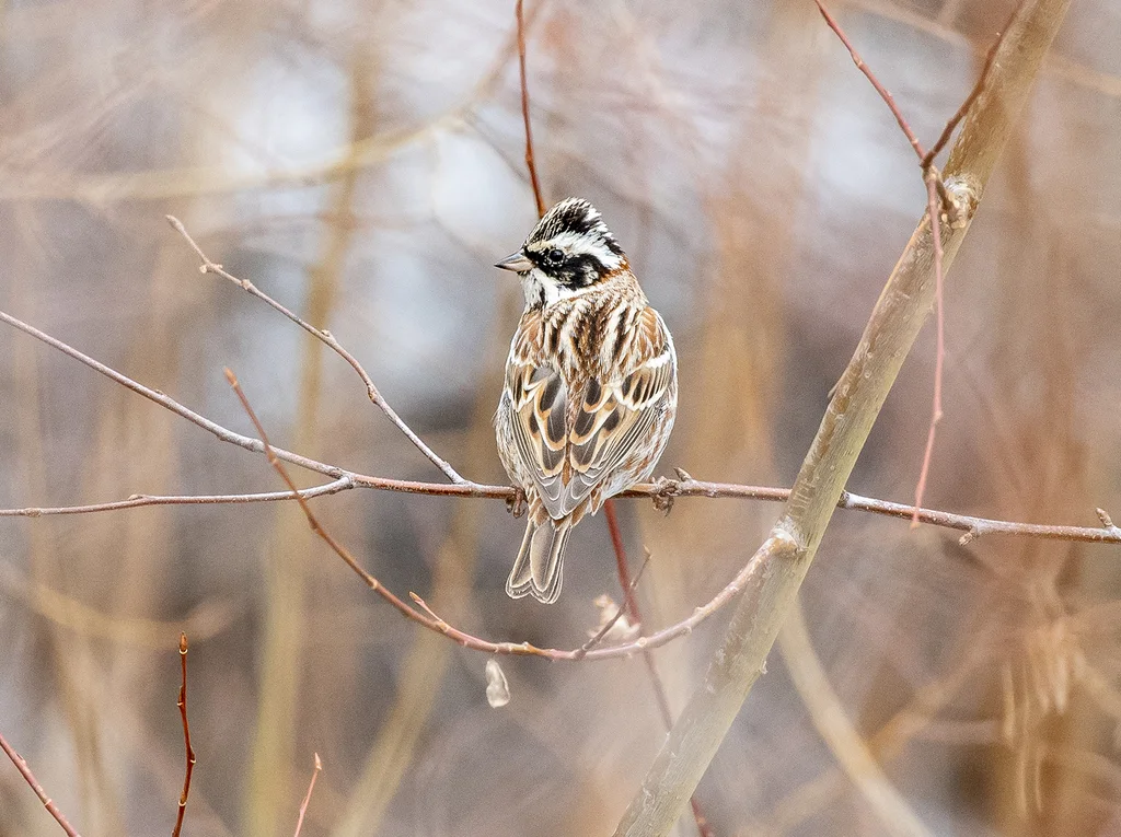 田鹀(Emberiza rustica)