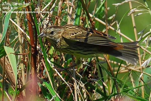 栗鹀(Emberiza rutila)