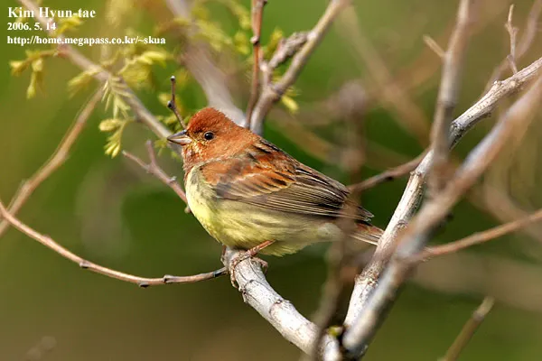 栗鹀(Emberiza rutila)