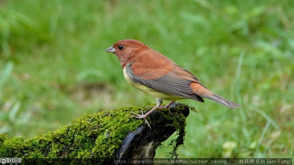 栗鹀(Emberiza rutila)