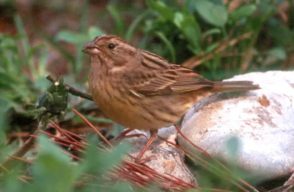 栗鹀(Emberiza rutila)