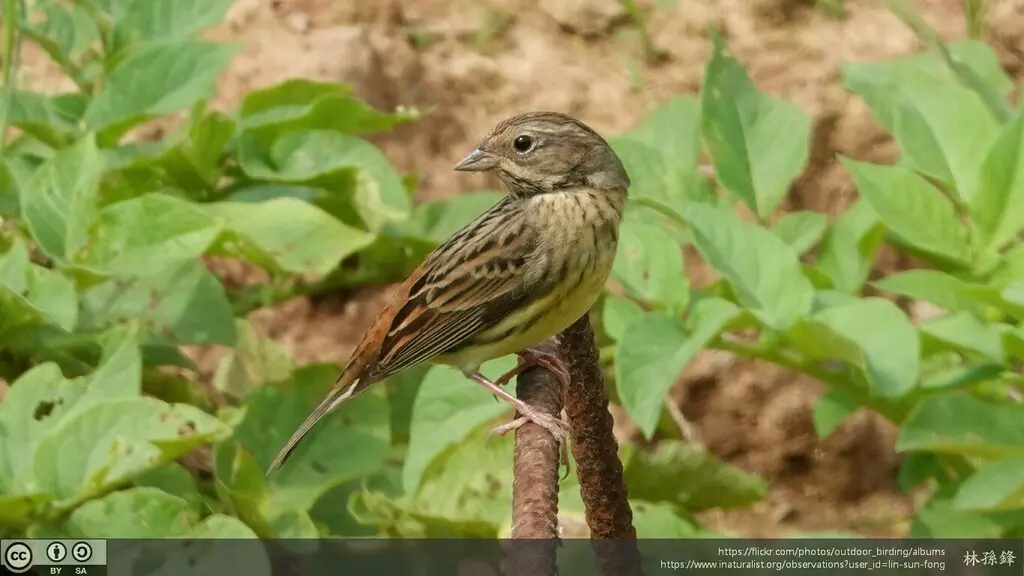 栗鹀(Emberiza rutila)