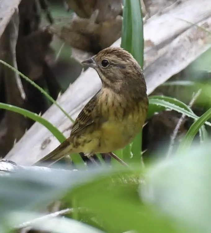 栗鹀(Emberiza rutila)