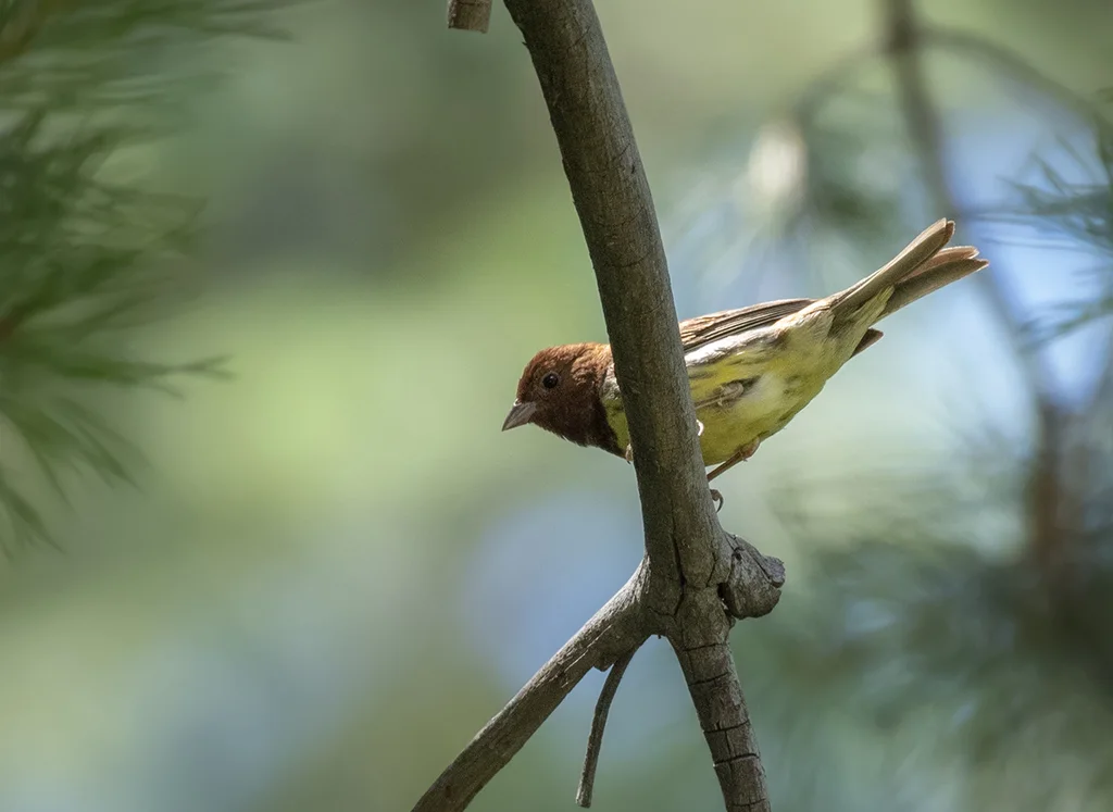 栗鹀(Emberiza rutila)