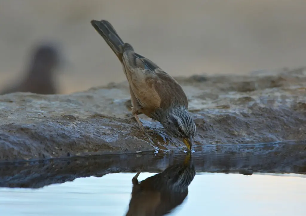 家鹀(Emberiza sahari)