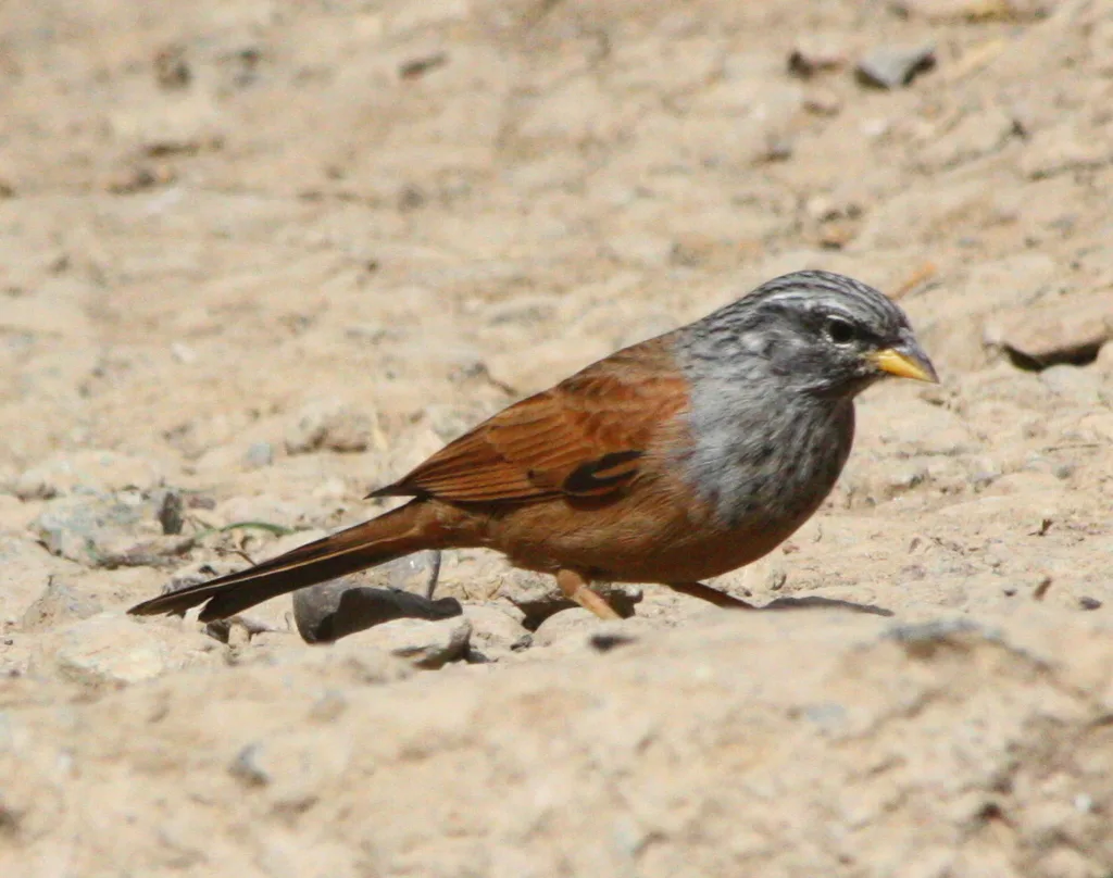 家鹀(Emberiza sahari)