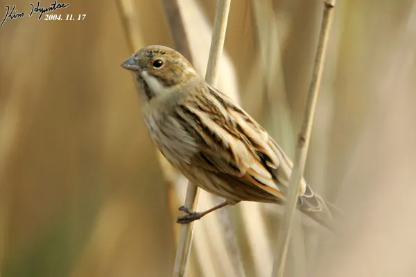 芦鹀(Emberiza schoeniclus)