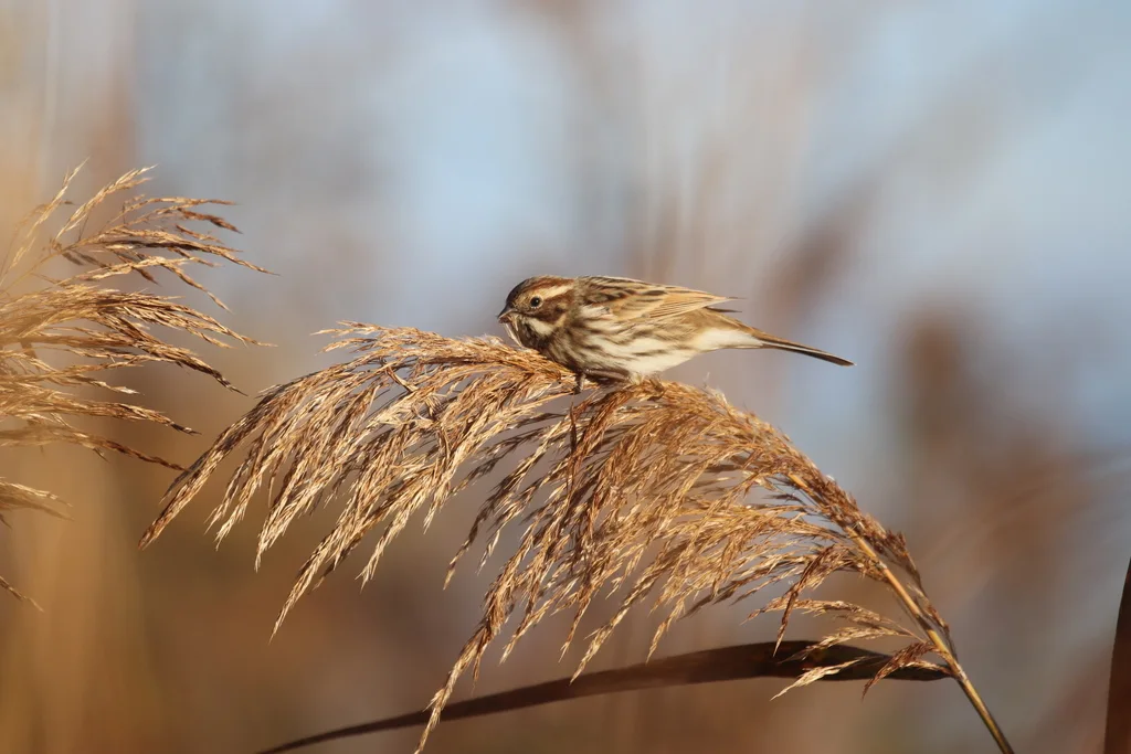 芦鹀(Emberiza schoeniclus)
