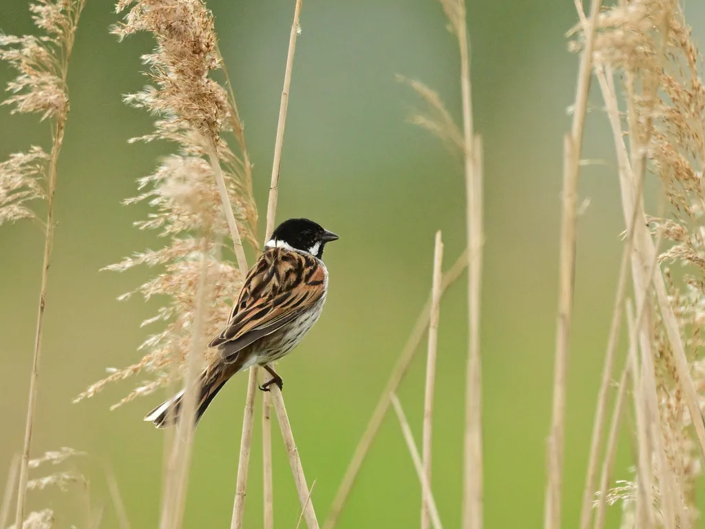芦鹀(Emberiza schoeniclus)