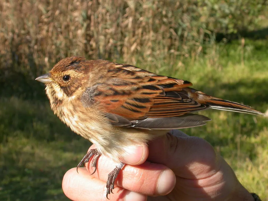 芦鹀(Emberiza schoeniclus)