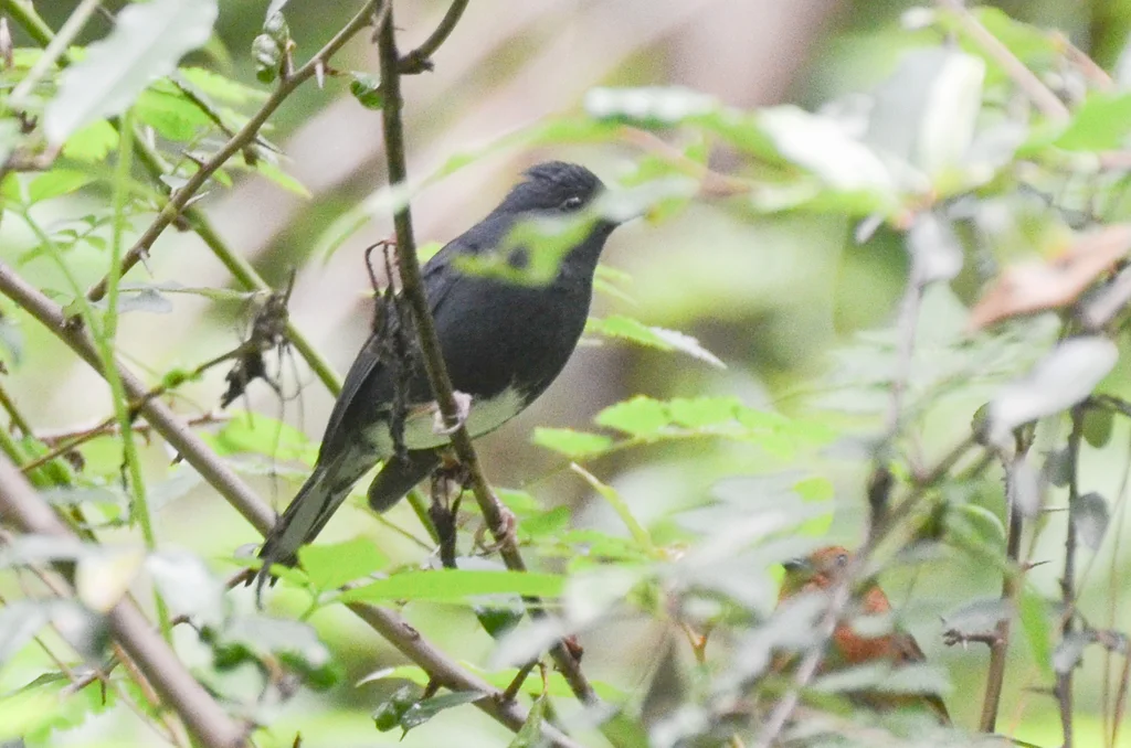 蓝鹀(Emberiza siemsseni)