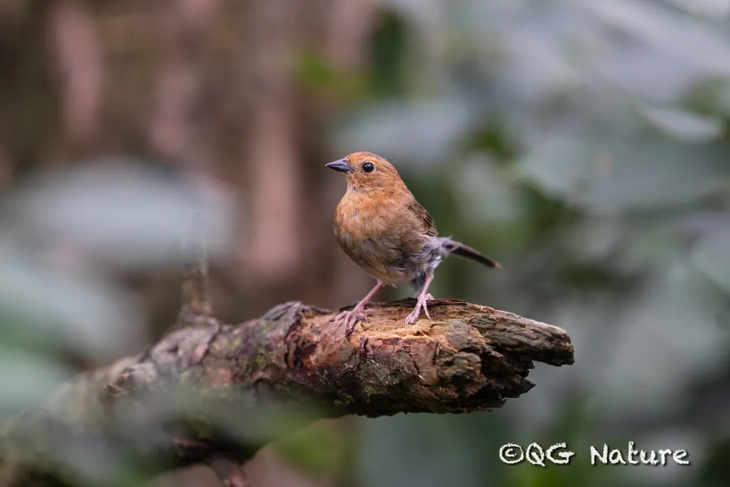 蓝鹀(Emberiza siemsseni)