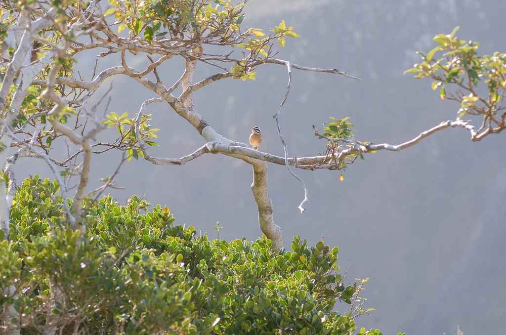 索岛鹀(Emberiza socotrana)
