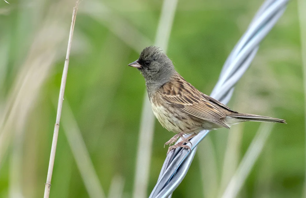 灰头鹀(Emberiza spodocephala)