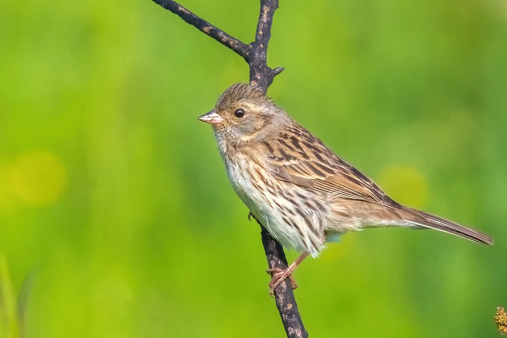 灰头鹀(Emberiza spodocephala)