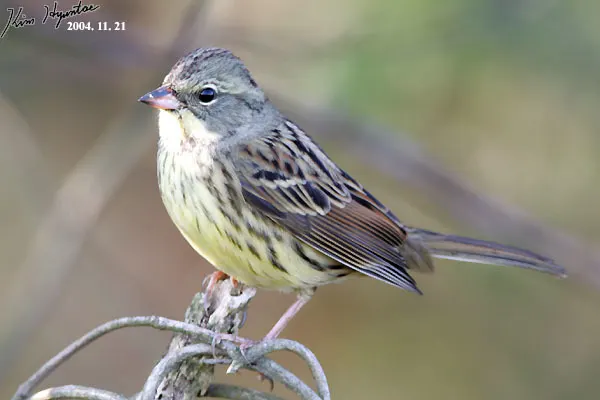 灰头鹀(Emberiza spodocephala)