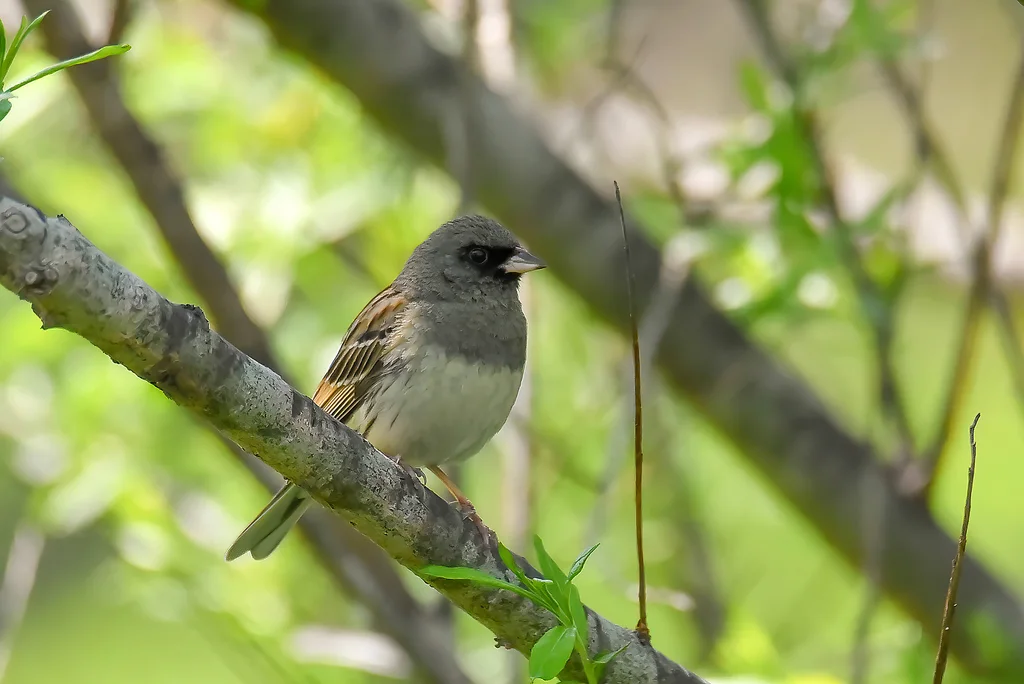 灰头鹀(Emberiza spodocephala)