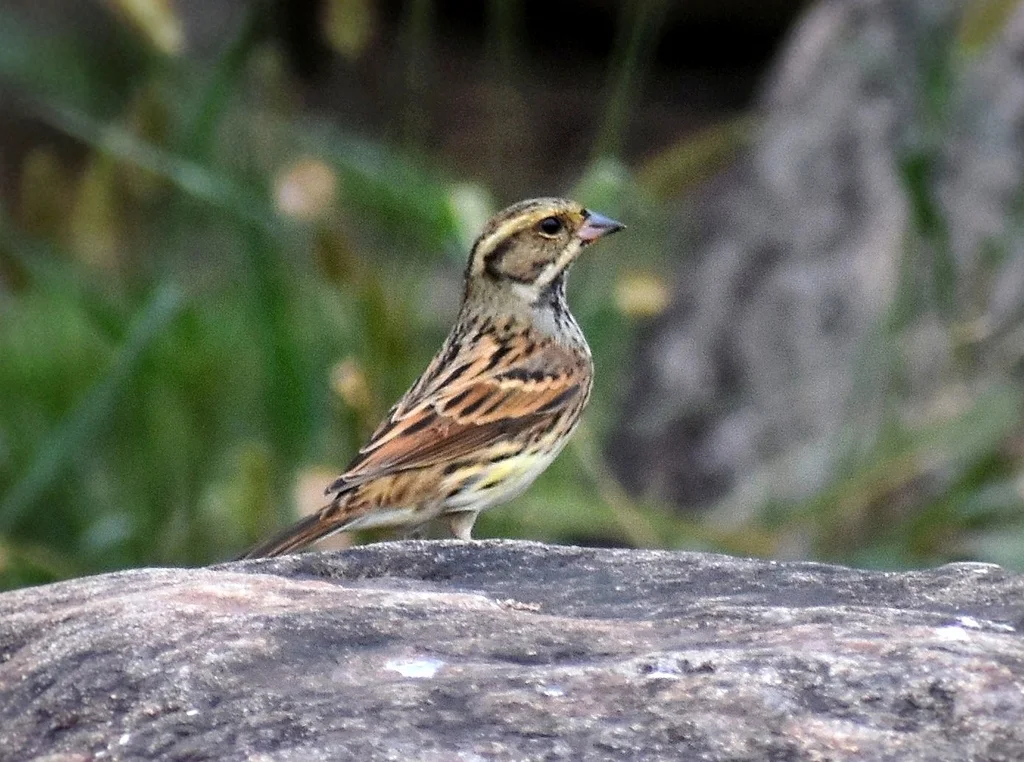 灰头鹀(Emberiza spodocephala)