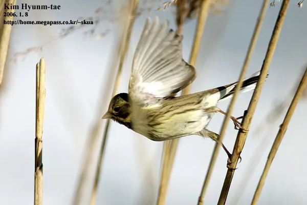 灰头鹀(Emberiza spodocephala)