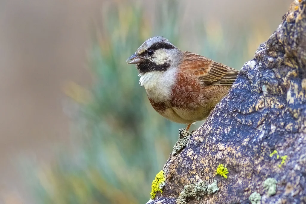 白顶鹀(Emberiza stewarti)