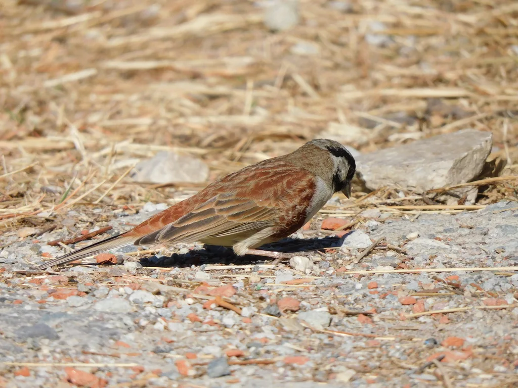 白顶鹀(Emberiza stewarti)
