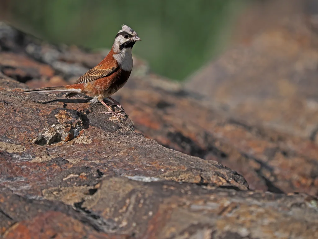 白顶鹀(Emberiza stewarti)