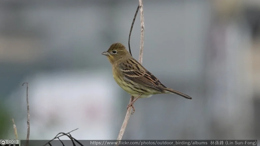 硫黄鹀(Emberiza sulphurata)